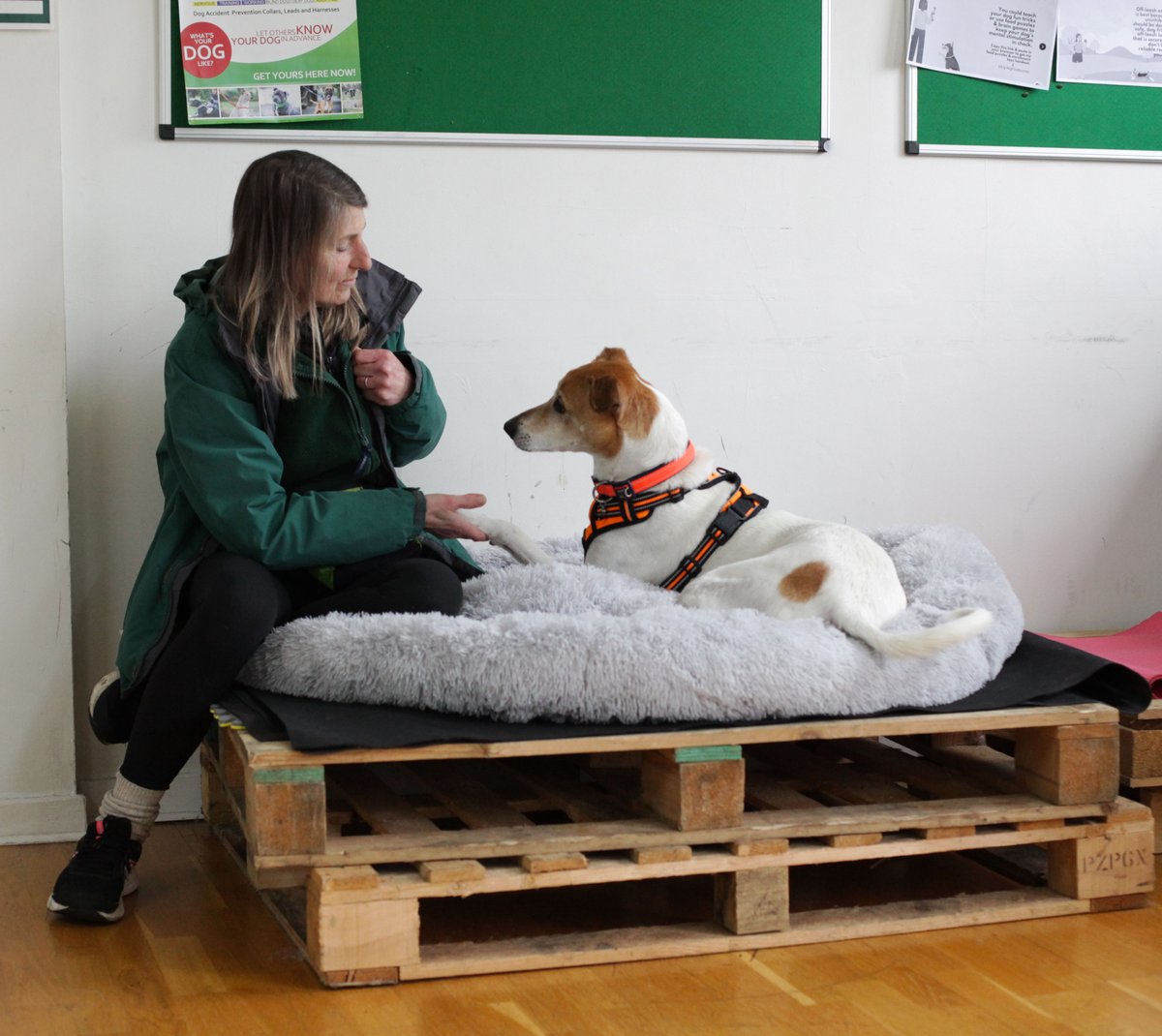 Do you want to build a stronger bond with your dog in 2025? 💚

Or help them to learn stimulating new skills and overcome their fears and anxieties?

Book an individual dog training session with our expert trainers here 🐾: edch.me/3SB4mPU