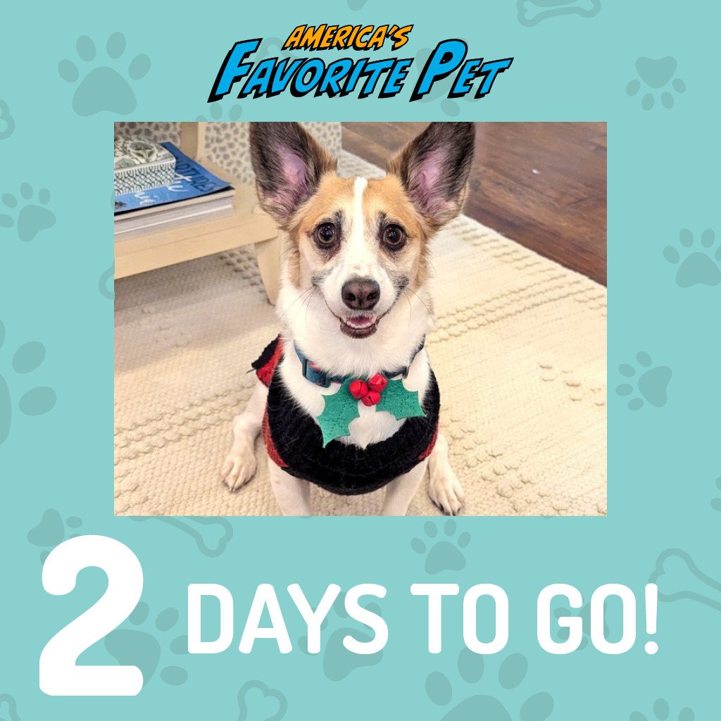Hey all! Voting for America's Favorite Pet @americasfavoritepet starts in 2 days!!! 

To cast a vote for Topher, please use this link when voting starts on Jan 6! 

americasfavpet.com/2025/topher-7a…