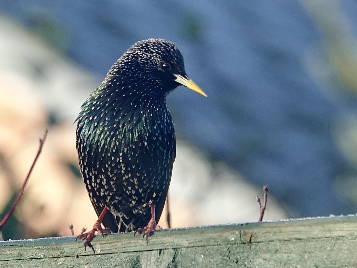 loosemum's tweet photo. @DailyPicTheme2 Taken from my window on Thursday #DailyPictureTheme #Fromyourwindow 
Starling https://t.co/chpie4PGTK