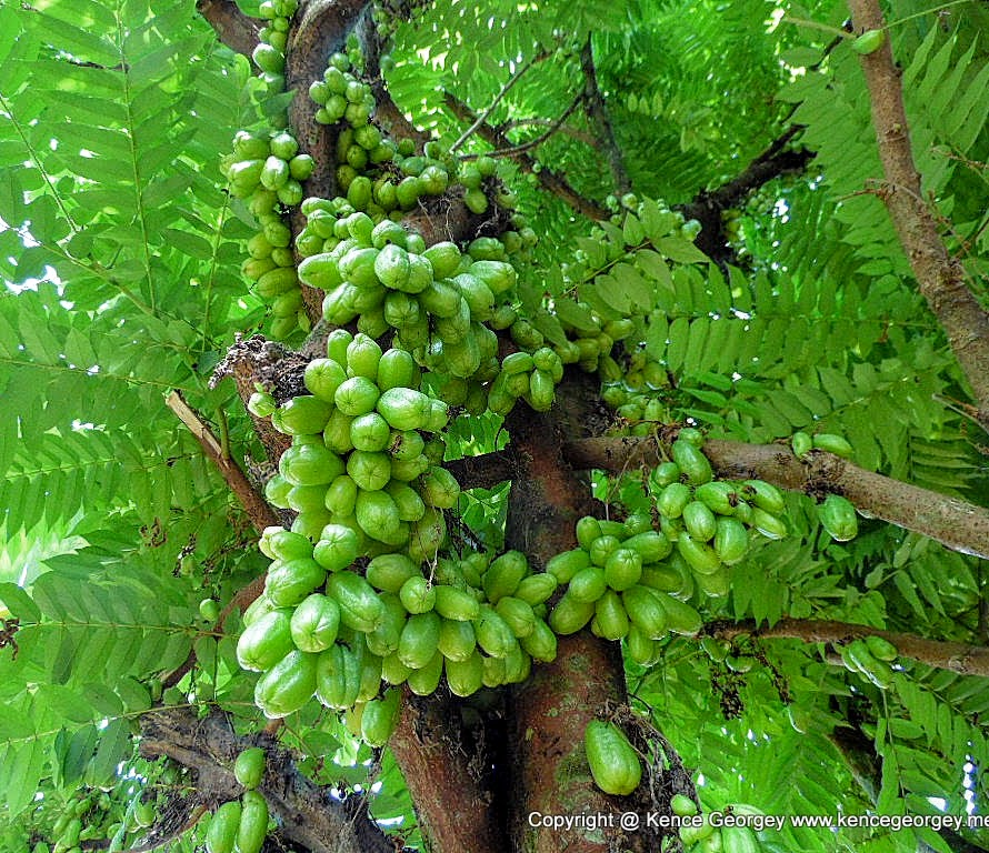 Averrhoa bilimbi (ഇലുമ്പി പുളി) commonly known as bilimbi, cucumber tree.