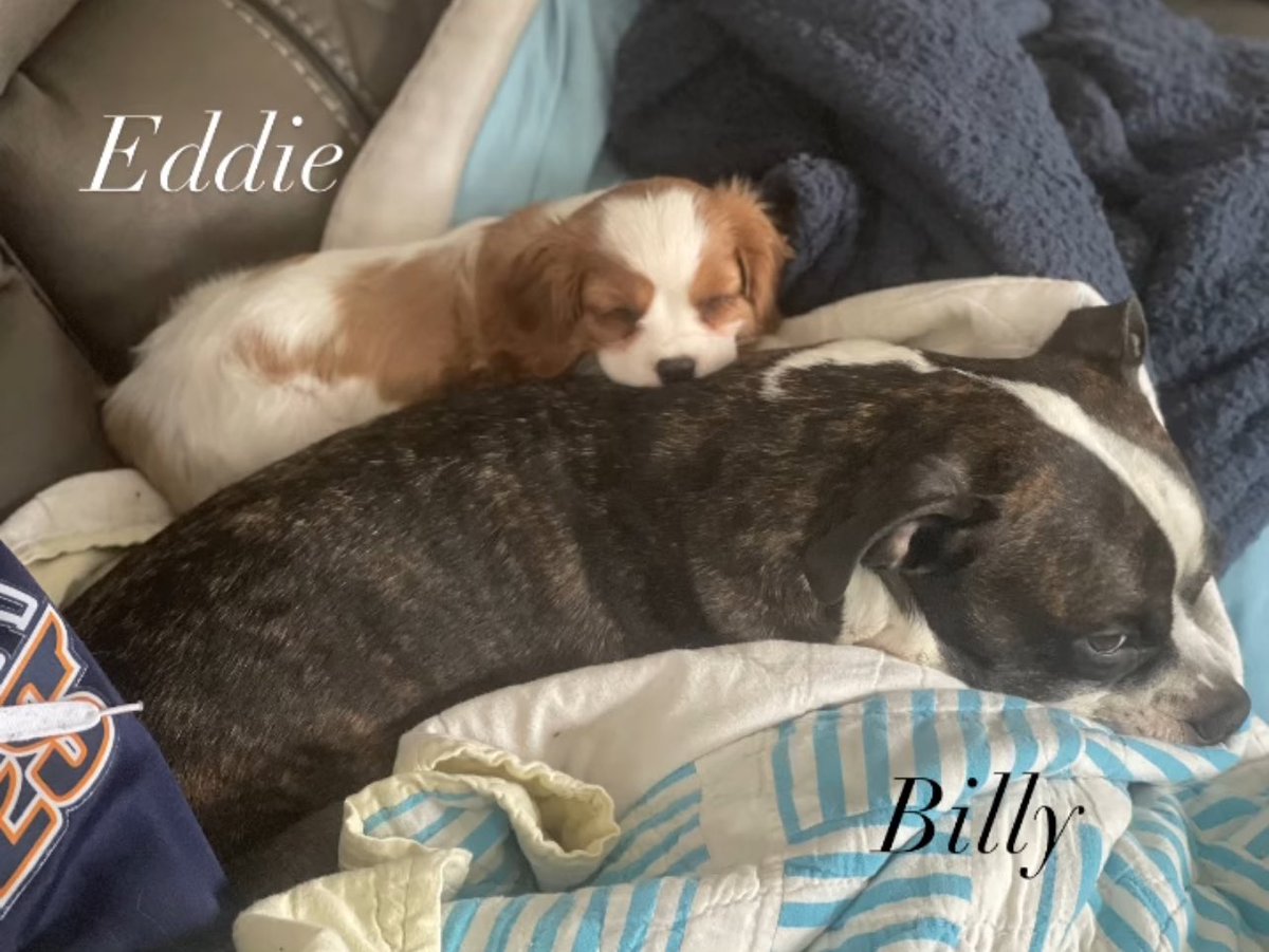 LeafsMaz20's tweet image. My heart can’t even right now lol

#BillyAndEddie #TooCute #Brothers #PuppyLove #TheGoodLife #LeafsForever #DogsOfX #DogsLife