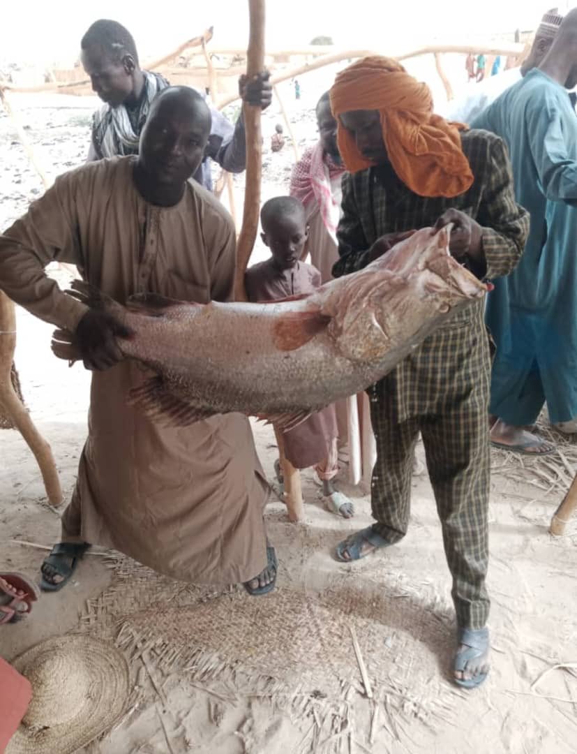Un poisson de 45 kg sorti du lac Tchad, à Bosso, sud-est du Niger, à environ 1500 km, de Niamey. La pêche est une des mamelles de l’économie de la région. Avec le commerce du poivron.