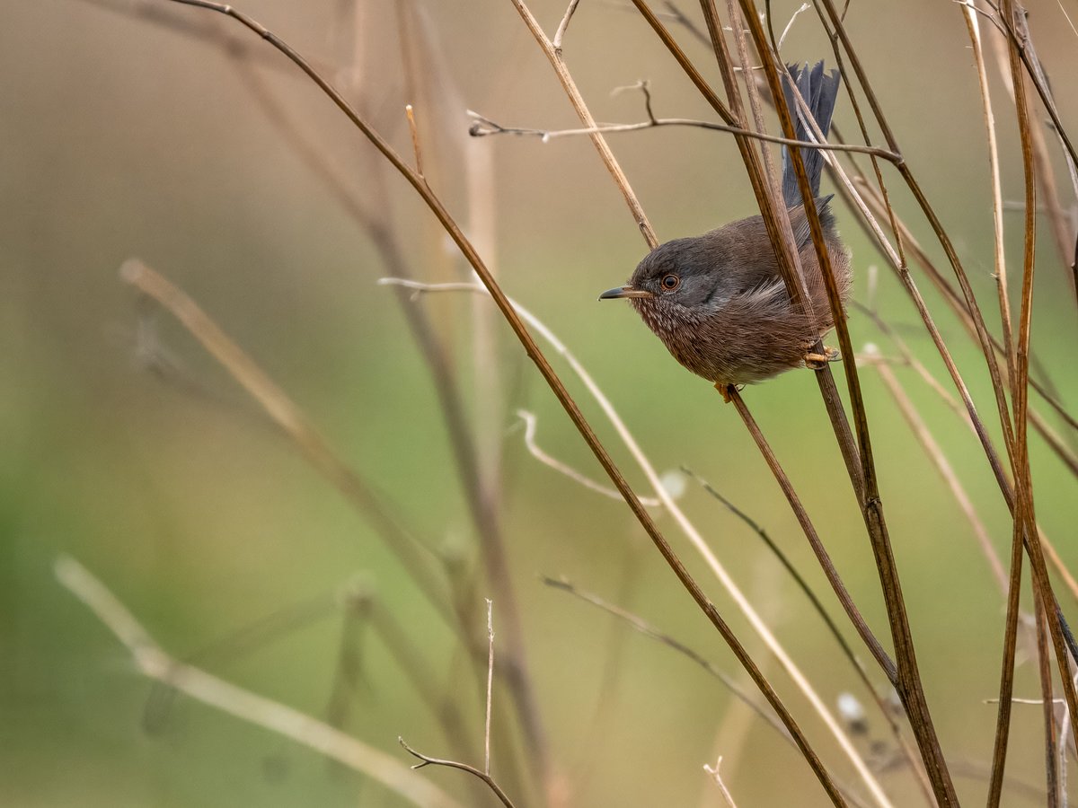 Sam O'Donnell (@elliott81758817) on Twitter photo Great to get some really good views of the Dartford Warbler at Hampstead Heath today! Seems to be more showy than the last time I saw it. Also, a Stonechat, Kestrel, Coal Tits and a Green Woodpecker. <a href="/LondonBirdClub/">London Bird Club</a> @WildLondon <a href="/CityCorpHeath/">Hampstead Heath</a> Great to get some really good views of the Dartford Warbler at Hampstead Heath today! Seems to be more showy than the last time I saw it. Also, a Stonechat, Kestrel, Coal Tits and a Green Woodpecker. <a href="/LondonBirdClub/">London Bird Club</a> @WildLondon <a href="/CityCorpHeath/">Hampstead Heath</a>