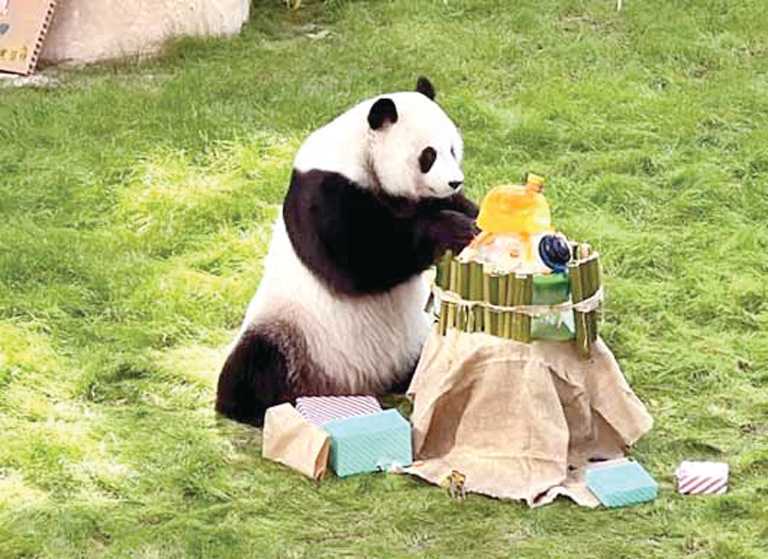 GulfTimes_QATAR's tweet photo. Panda House at Al Khor Park was visited by more than 123,400 people in 2024, said Lolwa Mohamed al-Mohannadi, Head of the Panda Park, at the Ministry of Municipality. The number of visitors in 2023 was 90,000 and in 2022 it was 37,000, Al-Mohannadi added. #PandaHouse @albaladiya
https://t.co/r7JbgpVgnL