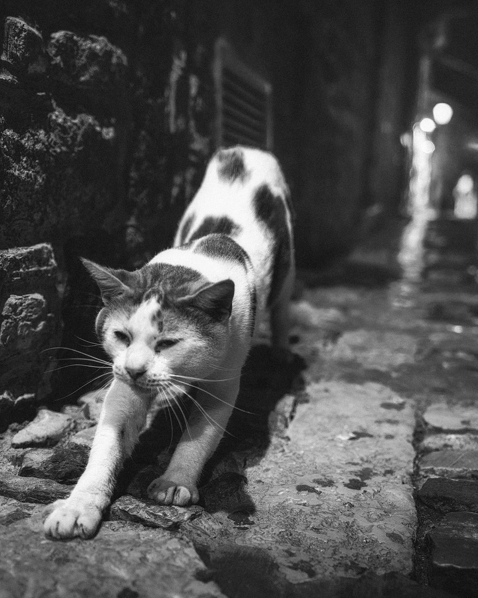 ~ one last stretch and i’m on my way to….

#Caturday, #CatPhotography, #CatLovers #blackandwhite #streetphotography
copyright <a href="/WolfMatthewson/">Wolf Matthewson</a>