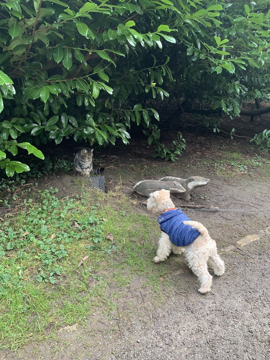 StanleyLakeland's tweet photo. Today I chatted with a…cat 😬🤗💖 #Thorp Perrow https://t.co/Z1AwJgyOdY