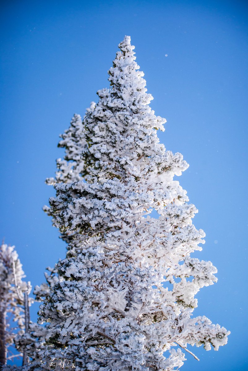 ChrisRiefPhoto's tweet photo. ❄️
📍 @YellowstoneNPS #FindYourPark @ynpforever @bluelightngbear #BlueLightningBear 💙⚡️🐻 #IBrakeForBrownSigns #OptOutside #OutdoorsForAll @TheParksChannel #NationalParkGeek #ParkChat https://t.co/jvxeY4S7Qu