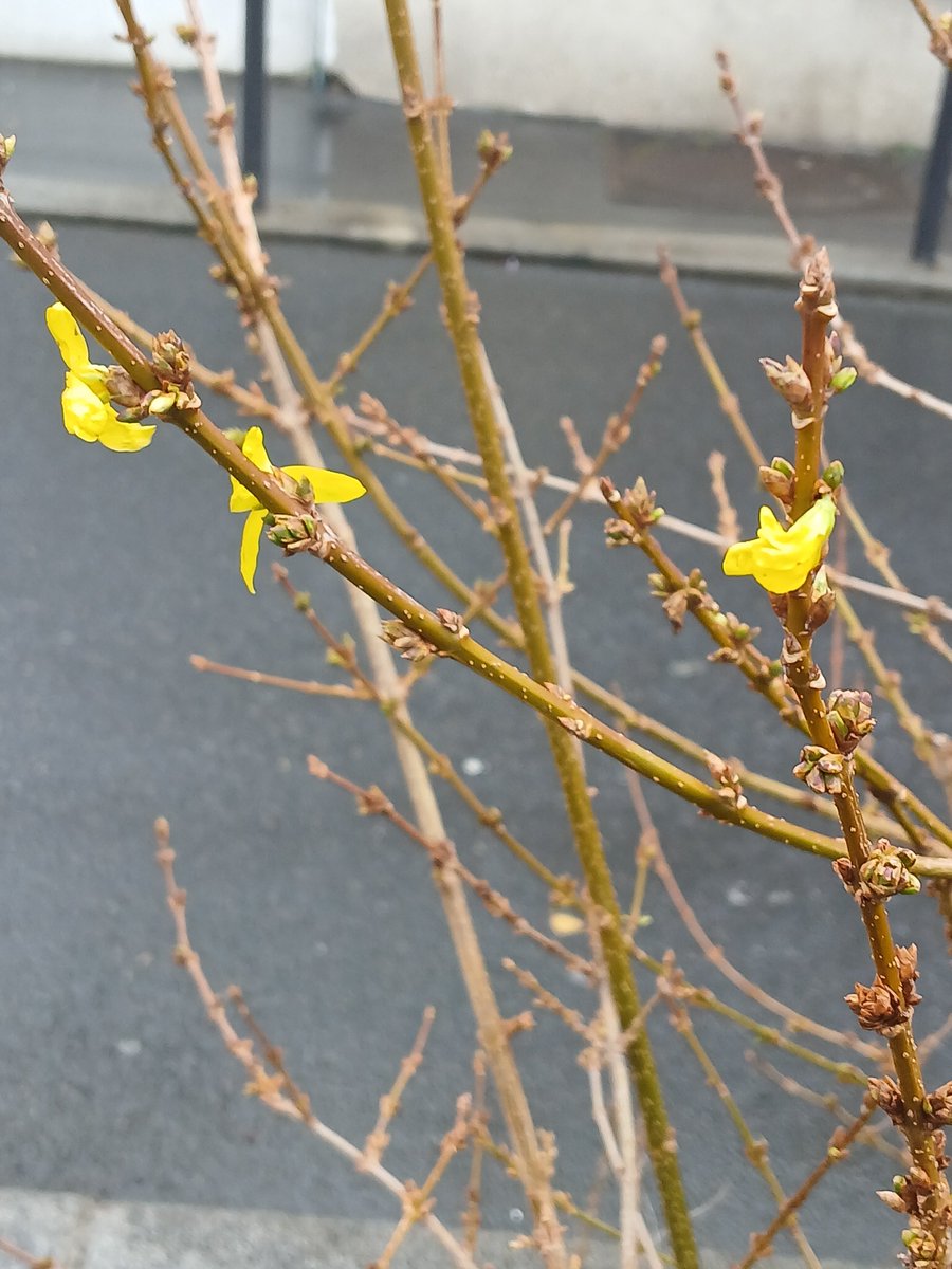 Allez, comment écrivez-vous le nom de cette fleur de l'hiver ?