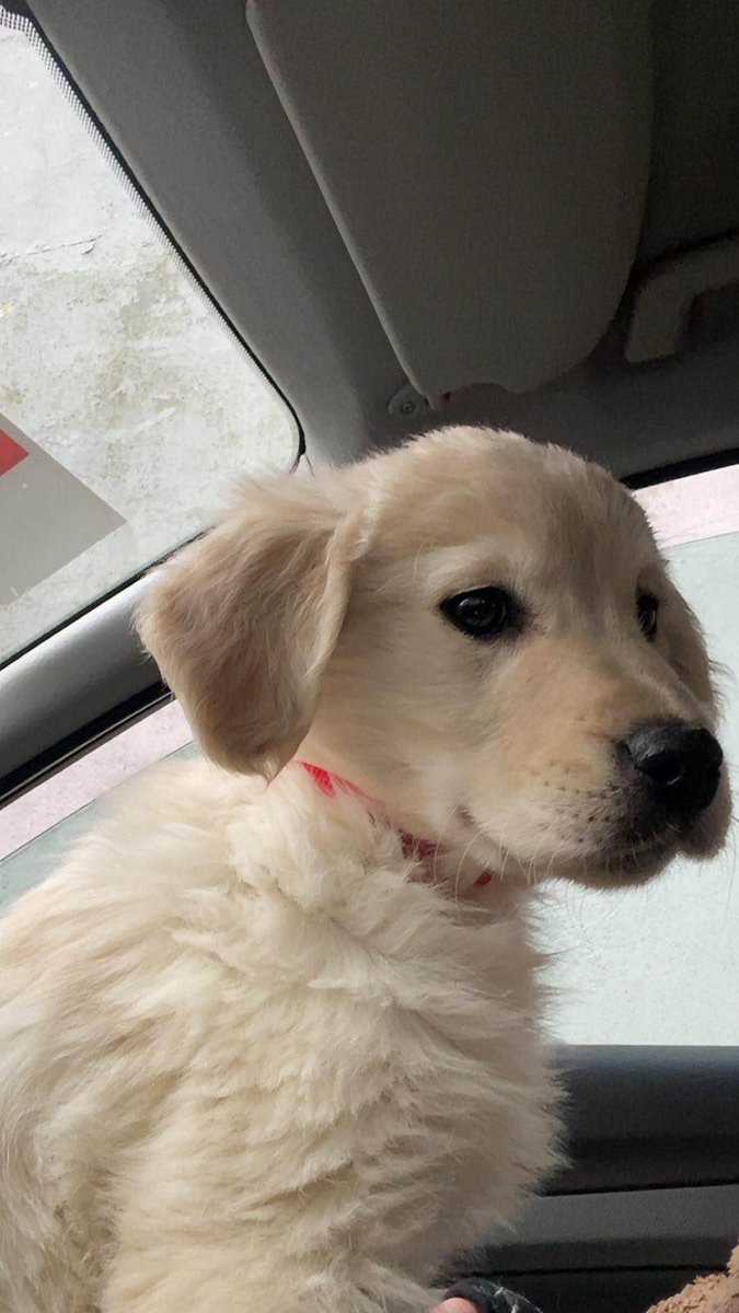 jack igoe tweet media