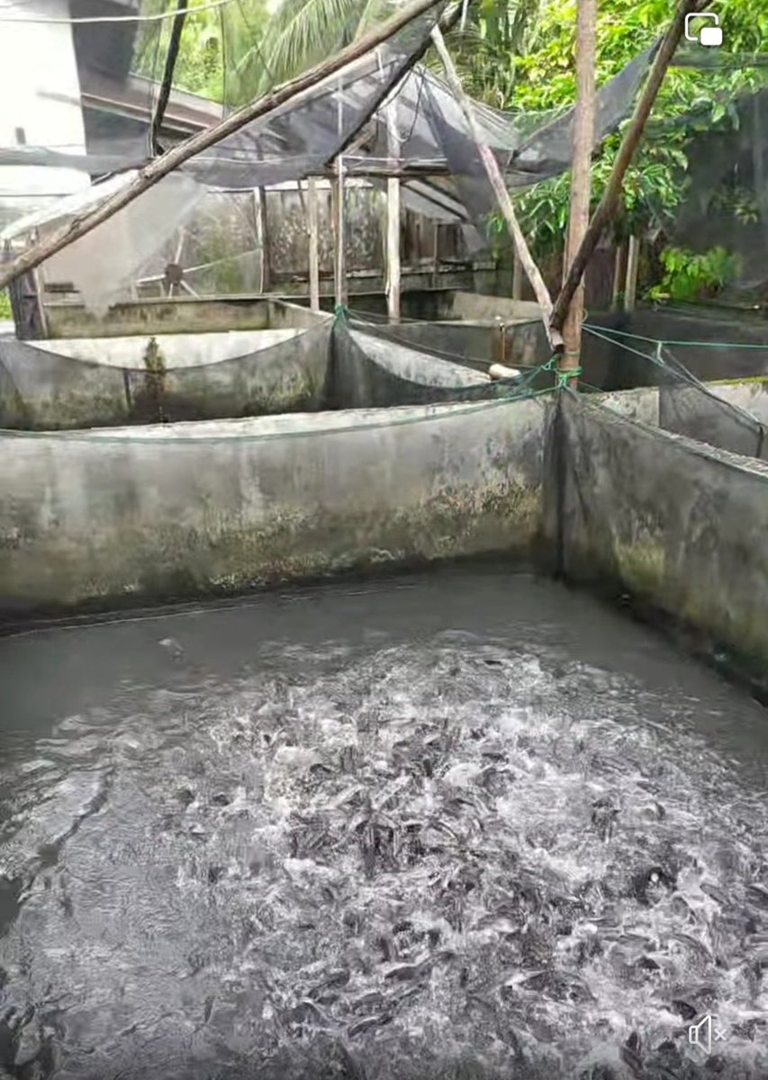 fatmaptk03's tweet photo. Selasa, 31/12/ 2024,Fatmawati, Luhkan Kota Pontianak, di Pokdakan berkah Mulia kelurahan Tanjung Hilir Kecamatan Pontianak Timur, melaporkan hasil produksi ikan lele bulan Desember sebanyak 325 kg dengan harga 23.000/kg
#GiatLuhkanSatmingkalTegal 
#Luhlapor https://t.co/Rt5j4G2oKq