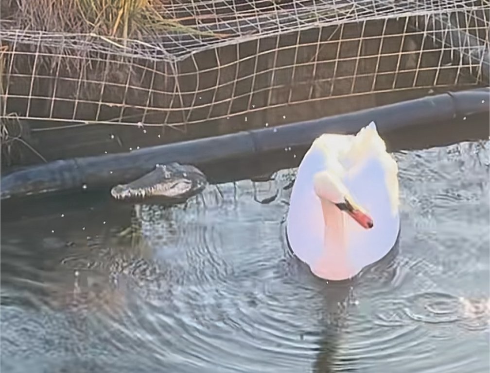 London's crocodile. <a href="/TimeOutLondon/">Time Out London</a> <a href="/BBCLondonNews/">BBC London</a> <a href="/visitlondon/">Visit London</a> <a href="/LondONtheinside/">London On The Inside</a> <a href="/MayorofLondon/">Mayor of London, Sadiq Khan</a>