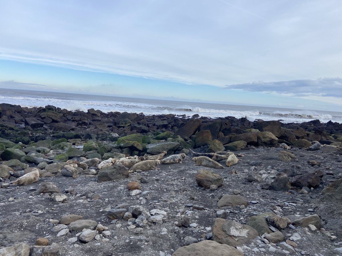Wayne35178446's tweet photo. Quite a walk today taking in the Yorkshire moors and &amp; Seals, Sun wind mud and glorious fish and chips ⁦@RobinHoodsBayUK⁩ not the longest trip but one of the most rewarding https://t.co/TSxflR4YhK