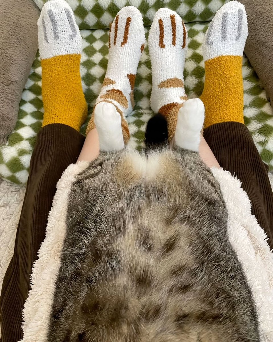 WeAssessCats's tweet photo. 🧦 https://t.co/IsmtOfNLk9