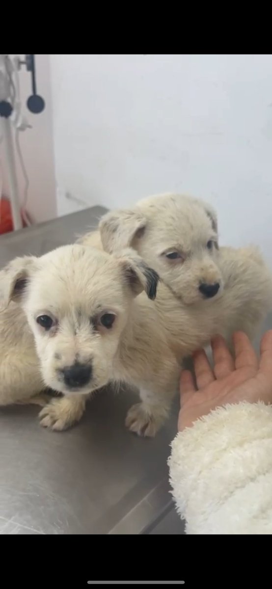 HatayKoruma's tweet photo. Barınaktan terrier anne ve bebeklerini çıkardık. Yuvalandıracağımızı düşünürken hasta olduklarını anladık. Hepsi tedavide. Lütfen destek olun. Artık nefes alamıyoruz. https://t.co/S0oCNaN264