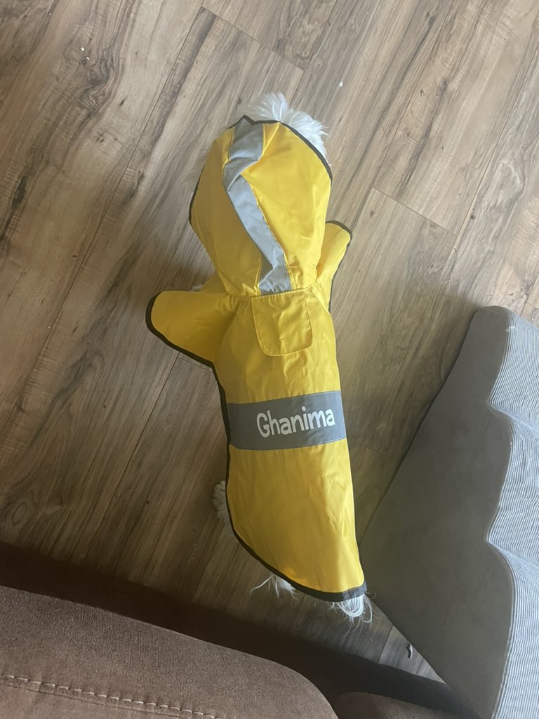 GhanimaTheCoton's tweet photo. We’re getting ready for a snowstorm but the hooman wants me to model my new rain coat. https://t.co/Jk3nejf1H1