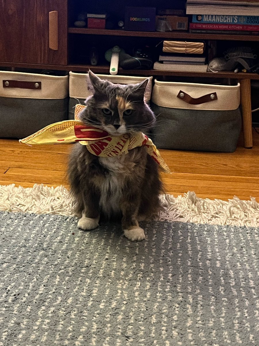 who wore it better: me, david, or zoe? (hint, if it helps: one of the options is a cat)