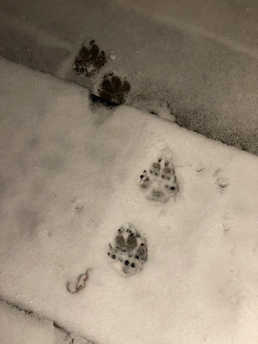 GillianSurgey's tweet image. The happiest he’s been all day! A snowy walk &amp;amp; a snowball fight have really perked Enzo up. #Trellech #StillSnowing