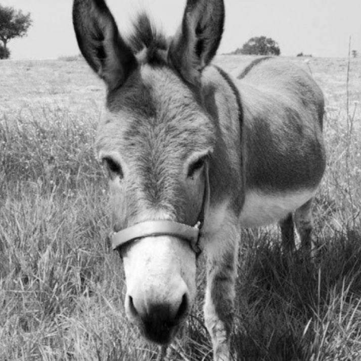 choquei's tweet photo. 🚨FAMOSOS: Morre aos 30 anos o burro Perry que inspirou a criação do personagem do filme do Shrek. https://t.co/yyqCIKFvyh