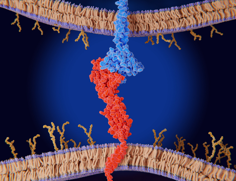 Scientists have identified functional differences between human and mouse #PD1, which could impact preclinical research on cancer #immunotherapies. <a href="/hui_enfu/">Enfu Hui</a> <a href="/jackbuimdphd/">Jack Bui</a> <a href="/UCSanDiego/">UC San Diego</a> 

Learn more in Science #Immunology: scim.ag/4a1KHzq