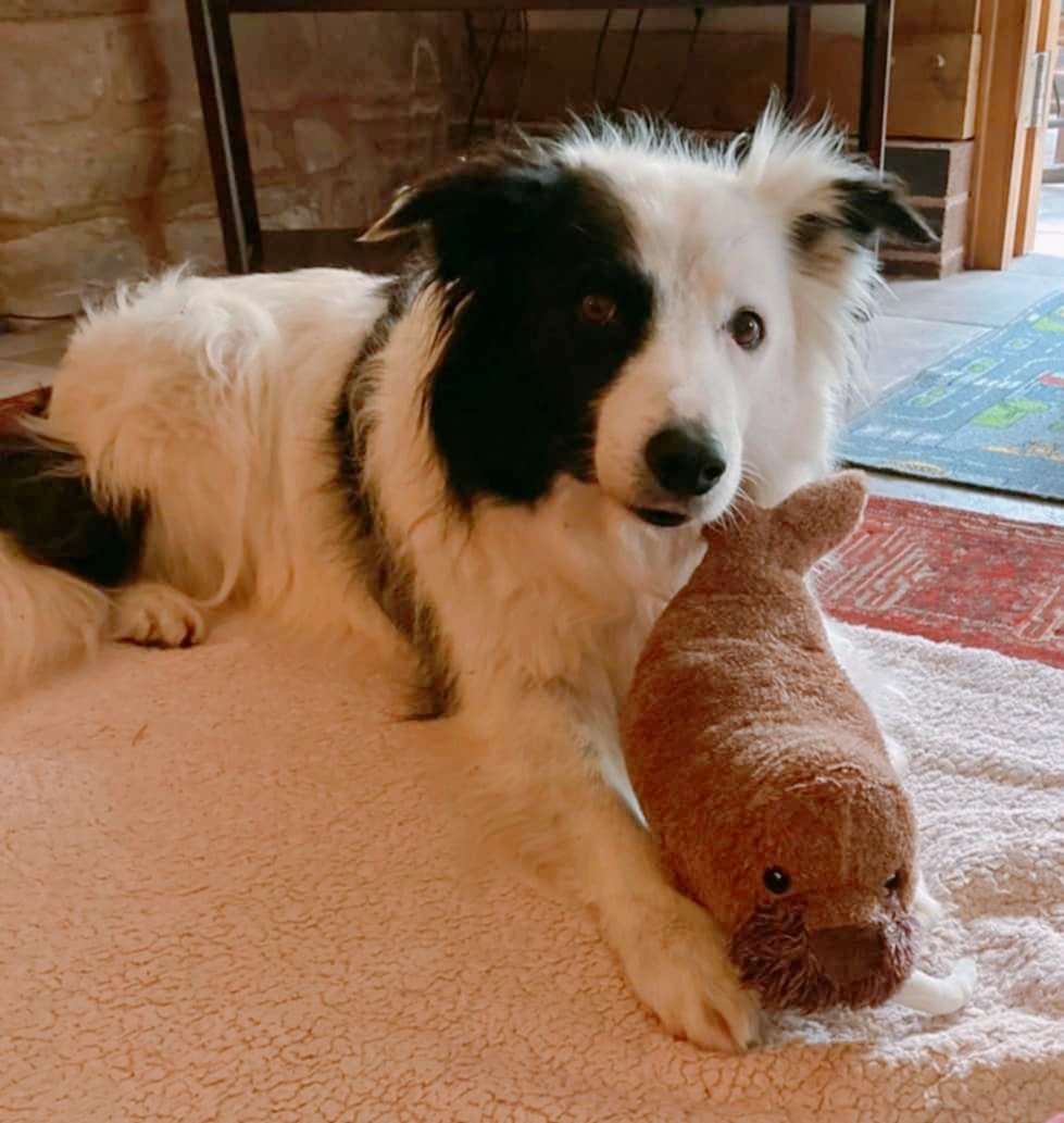 Finished Bryn the Pawjus Collie and his mum is very happy and put this lovely post.  Thank you <a href="/saygrays/">Brynmor Bracken</a>