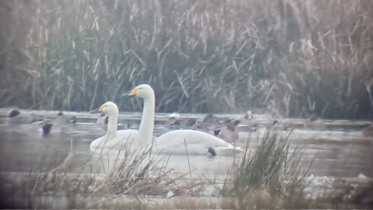 Oli Beacock (@oli_beacock) on Twitter photo Afternoon trip to enjoy the roost <a href="/LWTWildNews/">LWT Wild News</a> Willow Tree Fen this evening. 22 Cranes, 18 Marsh Harriers plus a single Bewick's Swan with the Whoopers. Bonus woodcock out of the treeline opposite the entrance as we were leaving too. Afternoon trip to enjoy the roost <a href="/LWTWildNews/">LWT Wild News</a> Willow Tree Fen this evening. 22 Cranes, 18 Marsh Harriers plus a single Bewick's Swan with the Whoopers. Bonus woodcock out of the treeline opposite the entrance as we were leaving too.