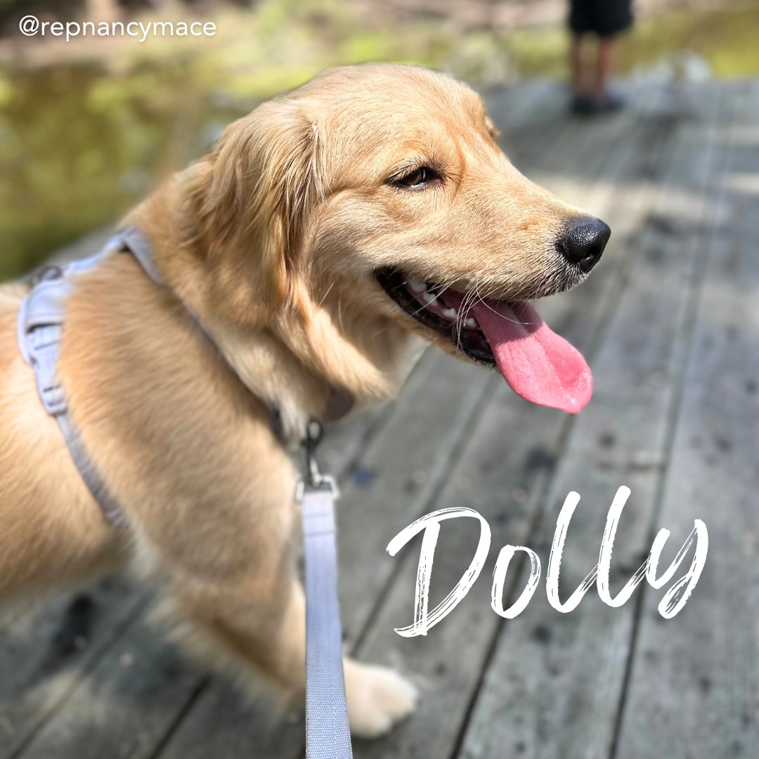 RepNancyMace's tweet image. Meet Dolly, the #DistrictDog of the week! 
This pretty girl is Golden Retriever, who loves all outdoor adventures and couch snuggles.

Submit your fur baby to Mace.House.Gov/contact/distri… to be featured!

#LowcountryFirst