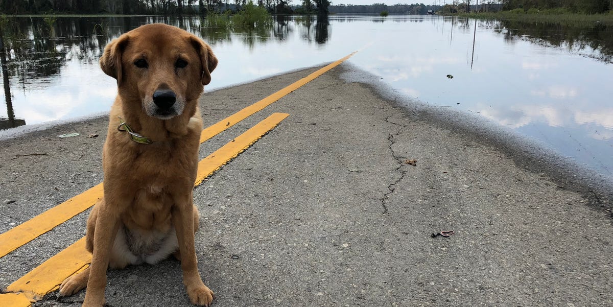 SMWesterly's tweet image. As you prepare your home and loved ones for extreme weather concerns, don't forget about your furry friends. Consider these professional tips to include your pets in your disaster plan. #petfriendly #disasterplan #weather #pets  zurl.co/ZpXHu