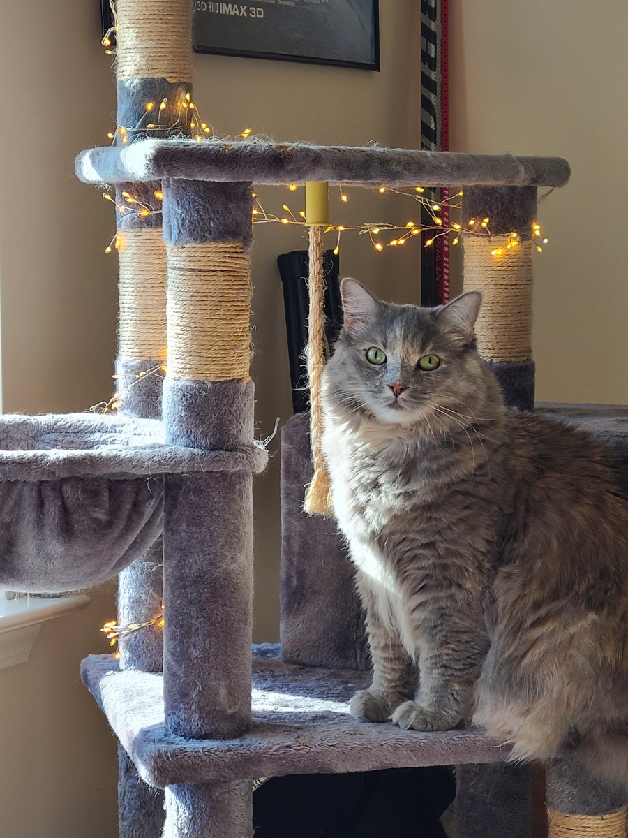 4fluffketeers's tweet photo. Happy Mew Year everyone!
🐾 Kana https://t.co/j4JUCGcHMD