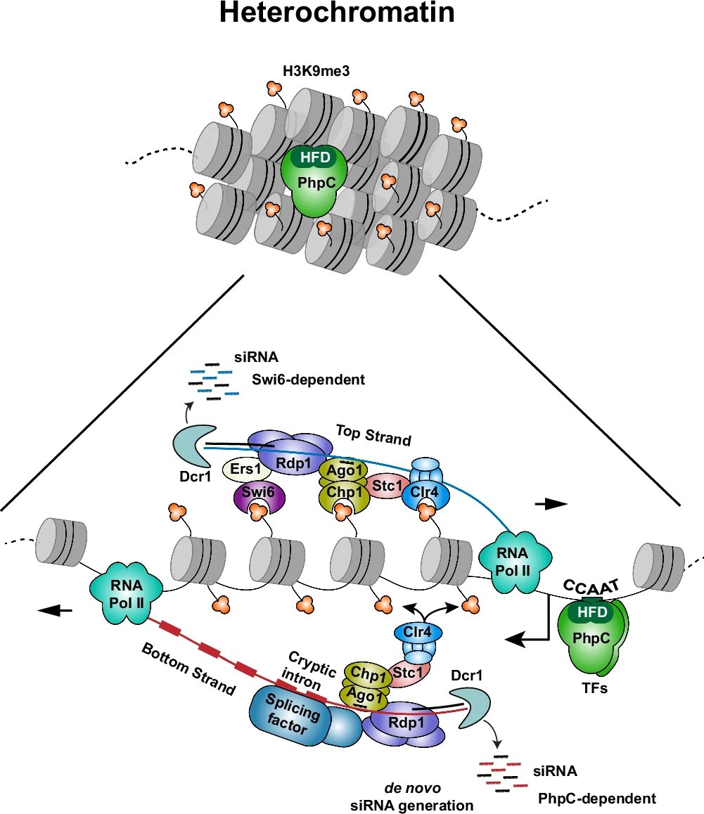 sRNAPapers's tweet image. PhpCNF-Y transcription factor infiltrates heterochromatin to generate cryptic intron-containing transcripts crucial for small RNA production doi.org/10.1038/s41467…