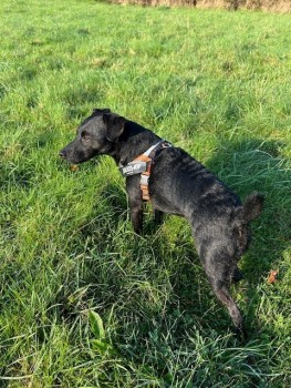 millypod1's tweet photo. 🆘3 JAN 2025 #Lost BUSTER #ScanMe
Black Patterdale Terrier Male
Wasteland on Pippin Road #Bathpool #Taunton #TA2 https://t.co/zMoQH3ARDR https://t.co/OYBfXCPV6J
