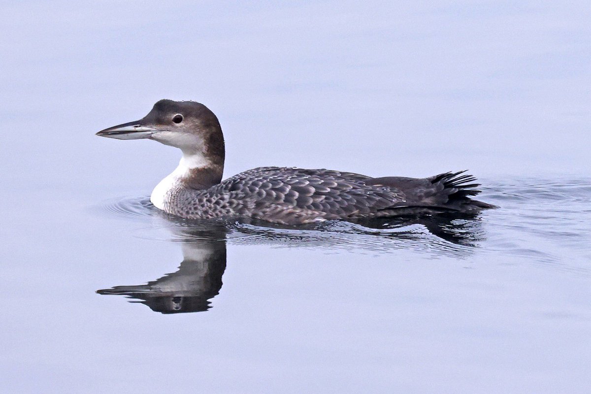 Dominic Mitchell tweet media