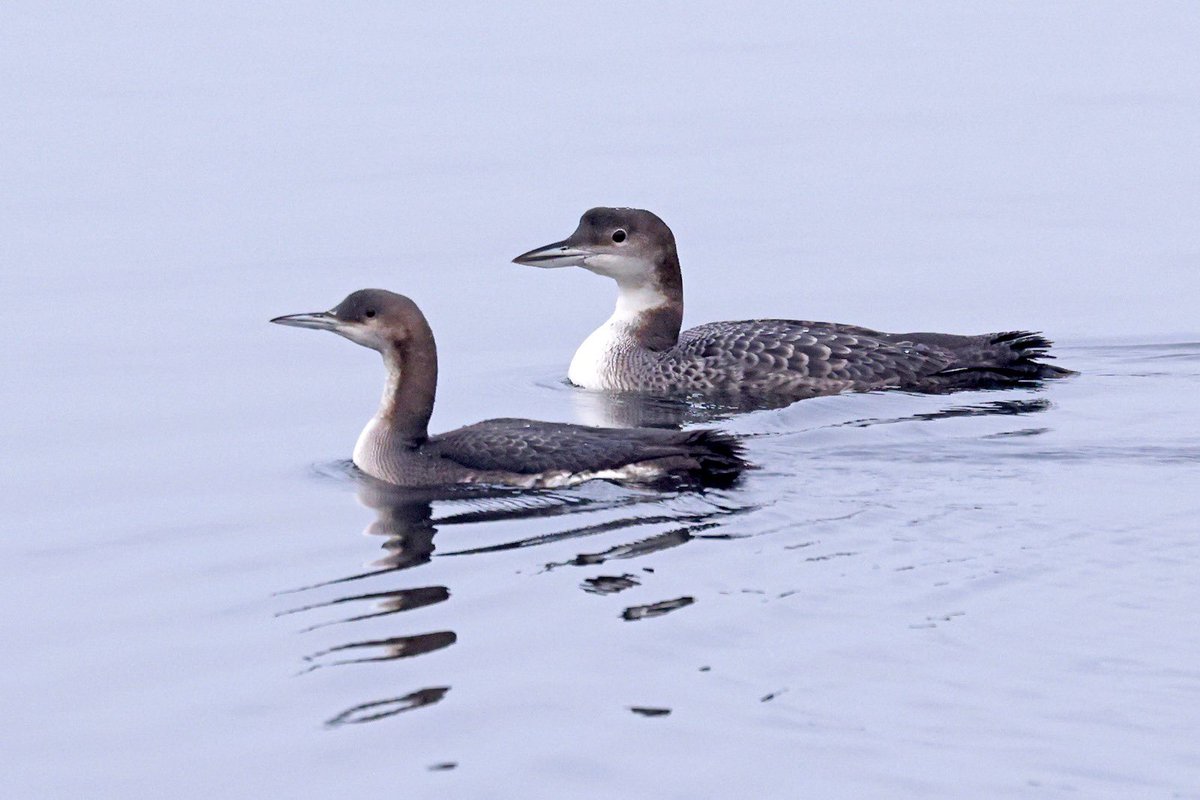 Dominic Mitchell tweet media