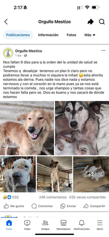 Campos_David90's tweet photo. @ibaelsalvador @GABEHASH @nayibbukele  su ayuda por favor en este caso, es urgente!!!! https://t.co/UFAjhRrcVy