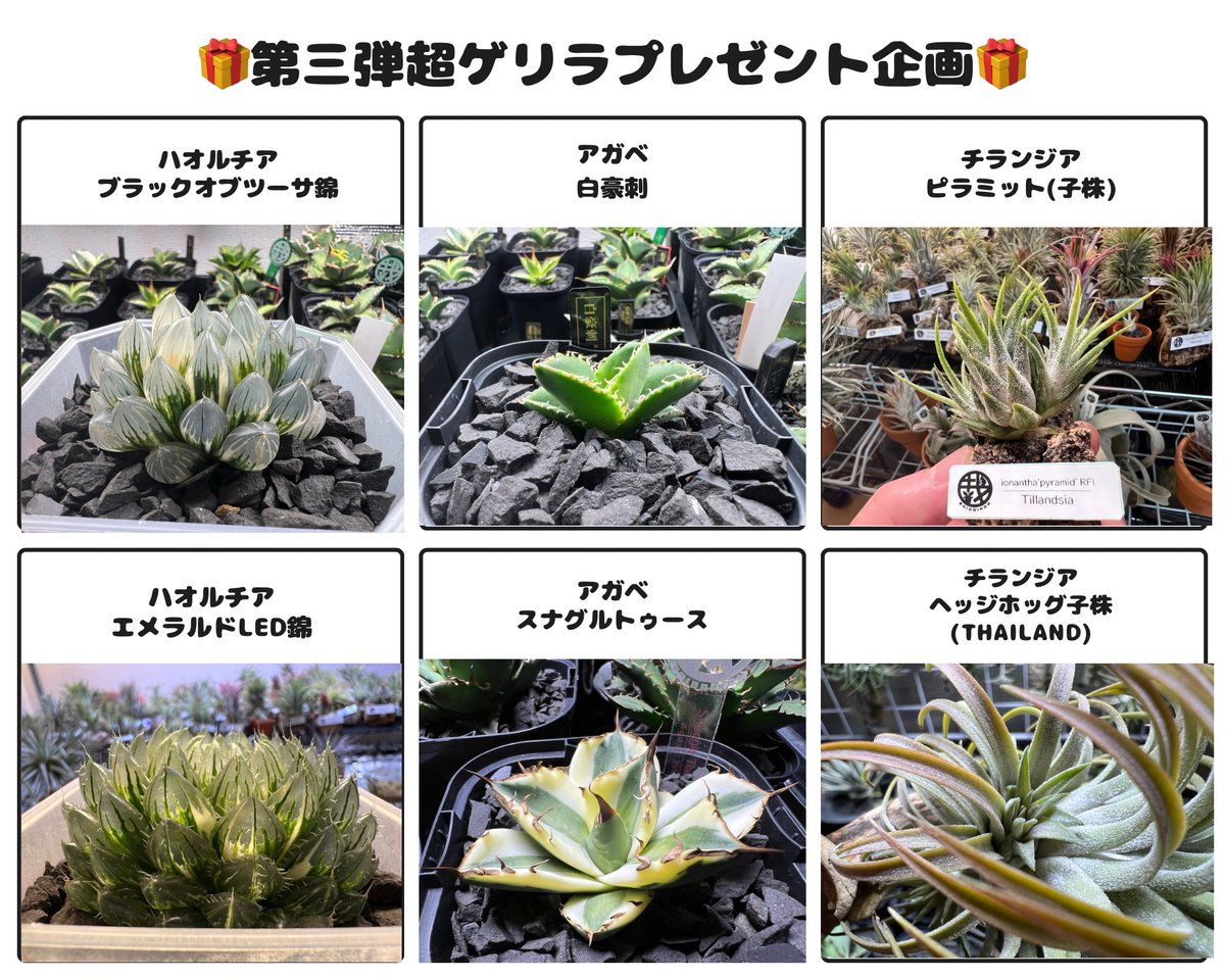 さいばいまん tweet media