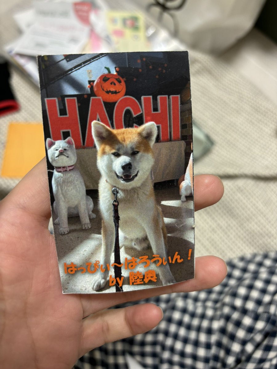 헐 전에 길에서 만난 강아지 스타강쥐였어