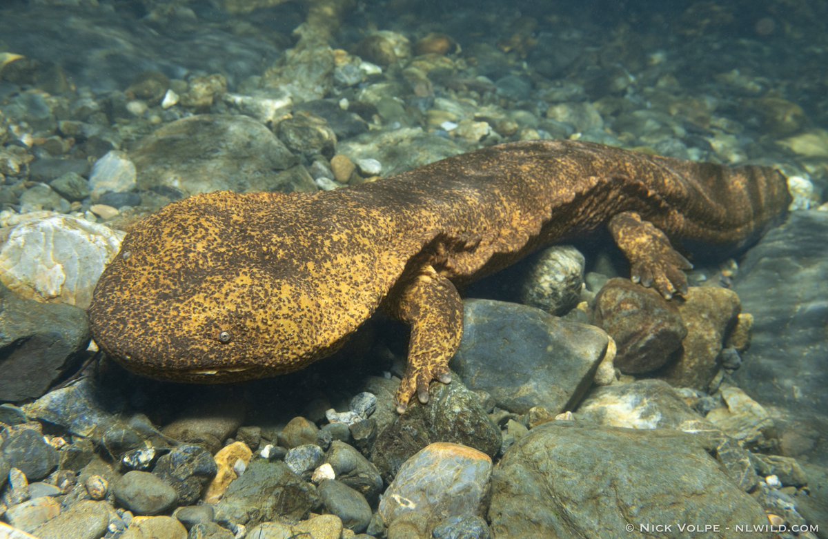 Clearance japanese reptiles and amphibians Factory Sale, image size:1199x781