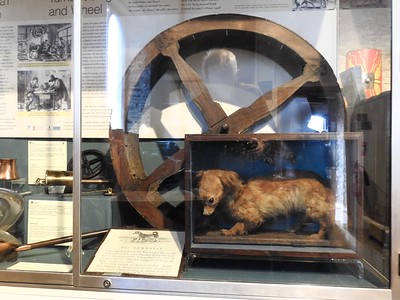 DoktorWatson's tweet photo. @bushontheradio The last surviving stuffed Turnspit Dog "Whisky" in a museum at Abergavenny Castle.
Surely we can bring them back with Jurassic Park technology.
Sad that they've stuck him outside the wheel rather than in the wheel.
More ginger than I expected. Might be a giant hamster. #Deadpod https://t.co/7K4bkPPG9N