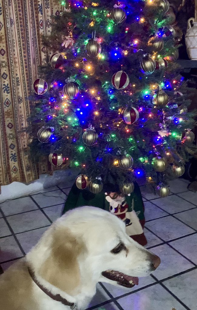 tagle_nat's tweet photo. LOCALIZADA EL 02•01•25, ¡mi familia está completa! 🙏🏼🥹♥️🐾 Gracias a todos por ayudarme a compartir, por sus buenas vibras y por inspirarme FE. Pronto el storytelling de cómo logré reencontrarme con mi Laylita. 🪄 https://t.co/ODJQwqhTuf