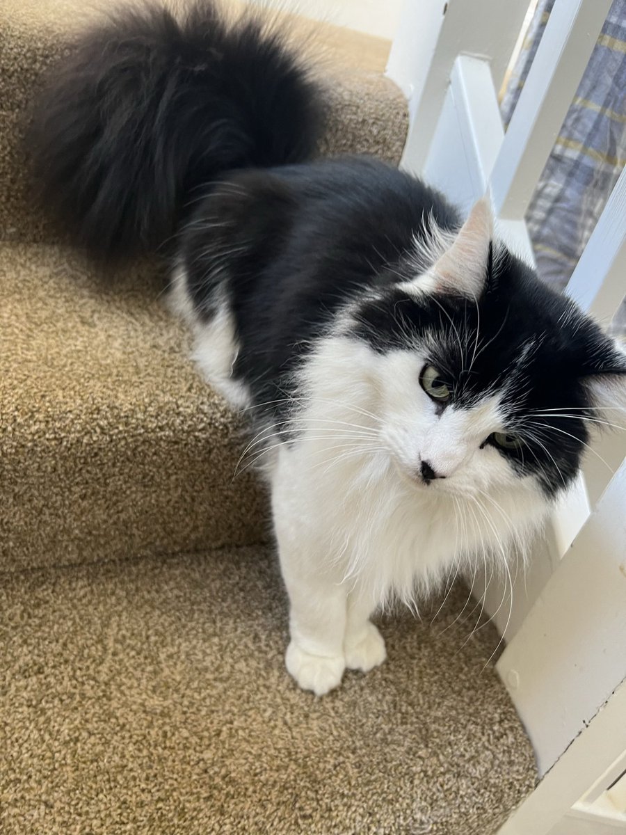 CharlesAnyan's tweet photo. Slightly late to the party tonight but #Phyll and #Merlin would like to wish you all a very happy #Caturday ๐บ https://t.co/R4rgoxkCL7