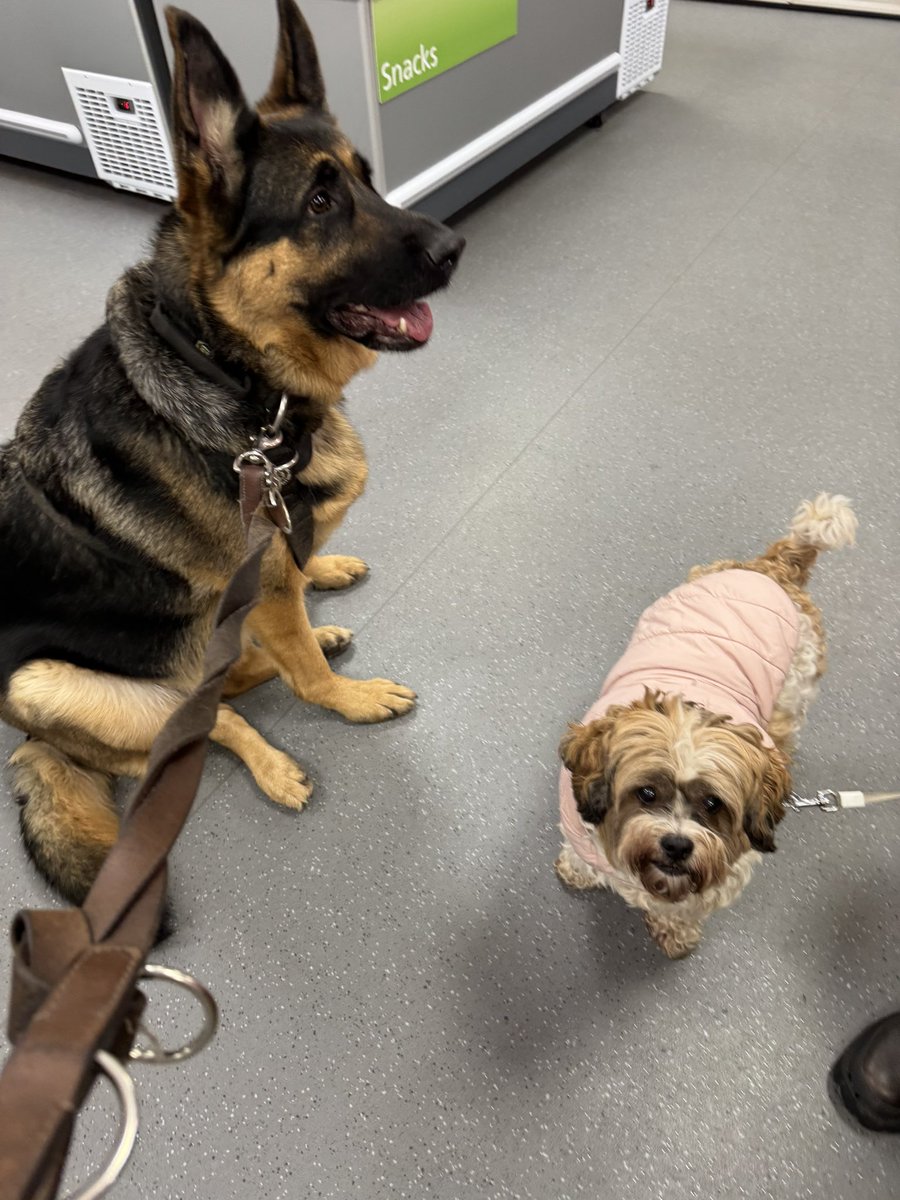 Sky took her friend Daisy shopping today <a href="/HealthyPetHQ/">Healthy Pet Store</a>