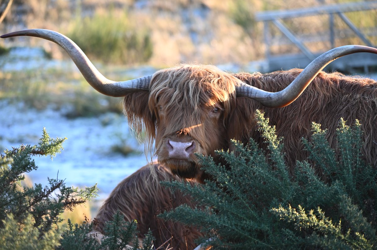 American Scottish tweet media