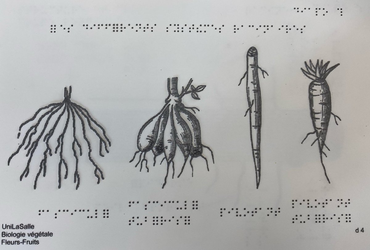 #BrailleDay 
La ministre <a href="/lecocqcharlotte/">Charlotte Parmentier Lecocq</a>  appelle à la protection de l'alphabet #Braille, "enjeux fondamental d'accès à l'éducation et à la culture".
A <a href="/UniLaSalle_fr/">UniLaSalle</a>  nous sommes engagés pour qu'aucune situation de #Handicap ne soit un frein à la poursuite d'études supérieures.