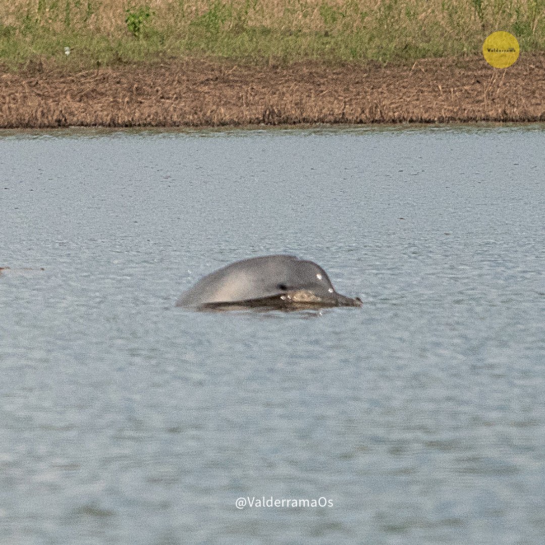 Los Valderrama Viajeros tweet media
