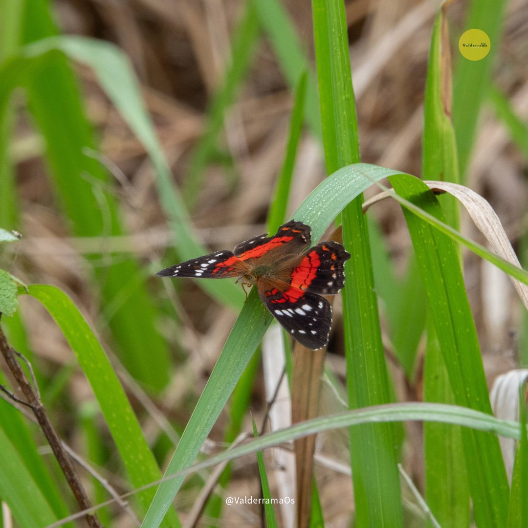 Los Valderrama Viajeros tweet media