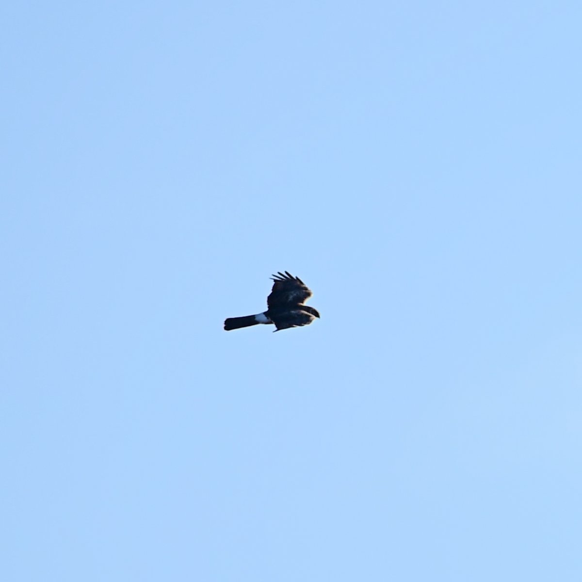 DamianJohnPhoto's tweet photo. Possible help with ID please?
I was at Blithfield yesterday and chanced upon this bird.

I believe it's a harrier of sorts but I'm not too sure which exactly.  

All images are still frames from a video (thus the quality) &amp; I can post the vid too if that would be of use. Cheers! https://t.co/fFN1PTuk17