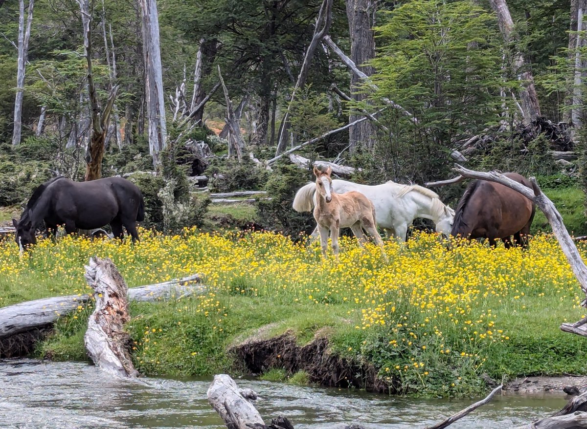 Thingseyessee's tweet photo. today I walked 8 miles and saw a family of horses next to a river https://t.co/lmYoAnmJIG