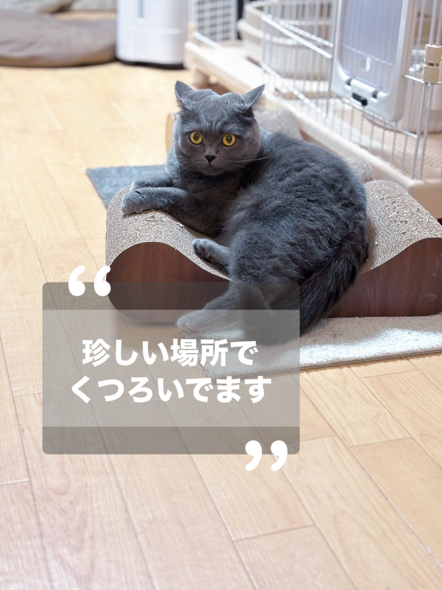 ちょっと不機嫌そうな耳してます。
キッチンで晩御飯の準備してる人間を観察するねずみさん