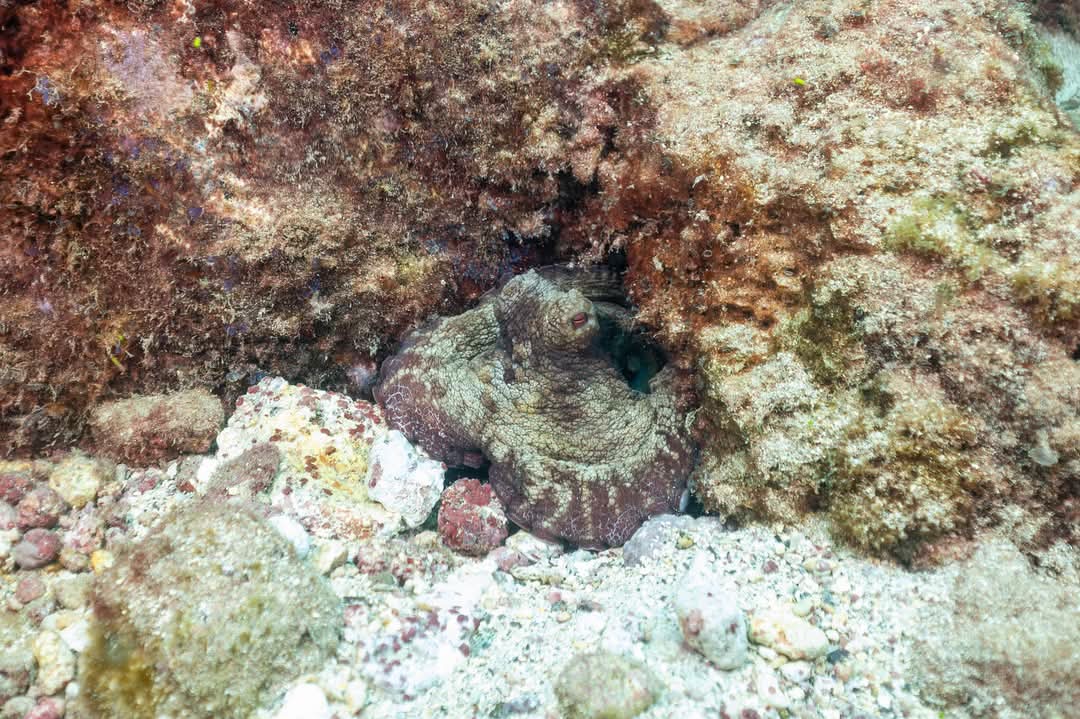 Laura Shearer tweet media