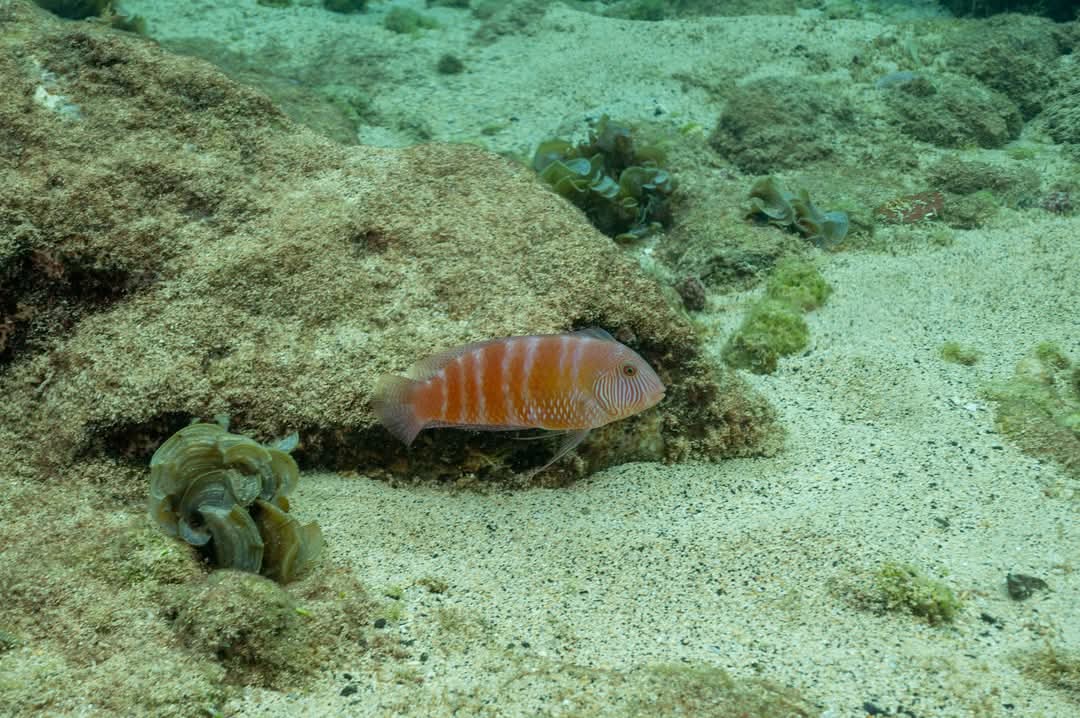 Laura Shearer tweet media