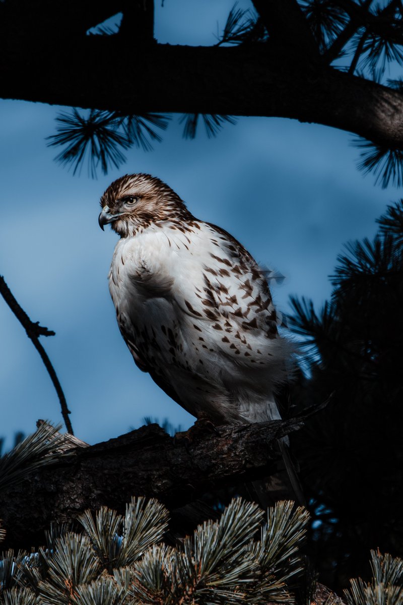 acciosuki's tweet image. Had a great day birding at Greenwood Cemetery, with a surprise Baltimore Oriole at Dell Water! @BirdBrklyn